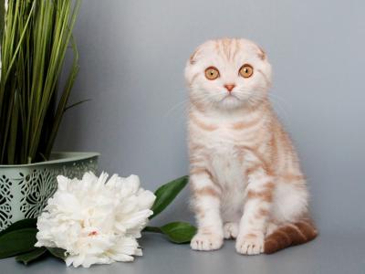 Scottish Fold Marble Cinnamon Nile - Scottish Fold - Gallery Photo #1