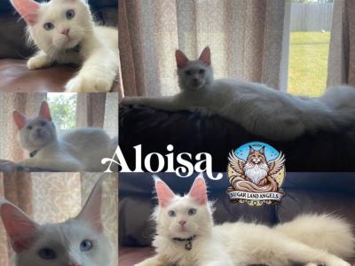 Aloisa - Maine Coon - Gallery Photo #1