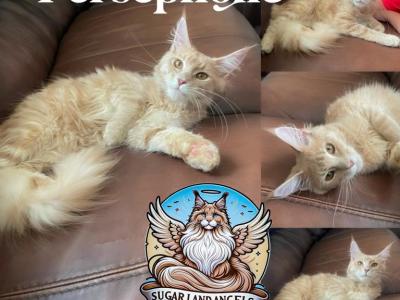 Persephone - Maine Coon - Gallery Photo #1