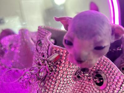 Chanel - Sphynx - Gallery Photo #1