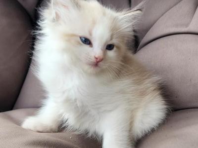 Beautiful Ragdoll Kittens - Ragdoll - Gallery Photo #1