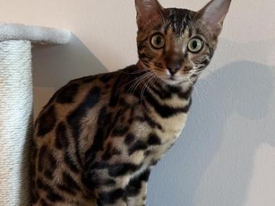 Luna - Bengal - Gallery Photo #1