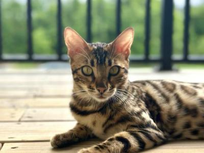 Nala - Bengal - Gallery Photo #1