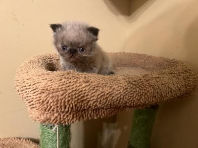 Little Man - Himalayan - Gallery Photo #1