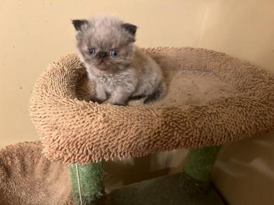 Little Man - Himalayan - Gallery Photo #1