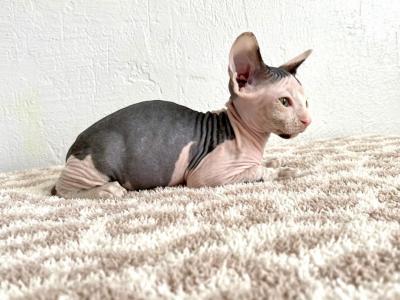 Oreo - Sphynx - Gallery Photo #1