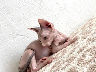 Toby - Sphynx - Gallery Photo #1