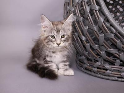 Cleo - Maine Coon - Gallery Photo #1