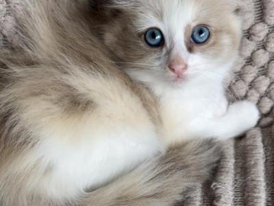 Nyla - Ragdoll - Gallery Photo #1