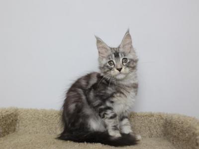 Monarch - Maine Coon - Gallery Photo #1