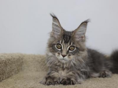 Oscar - Maine Coon - Gallery Photo #1