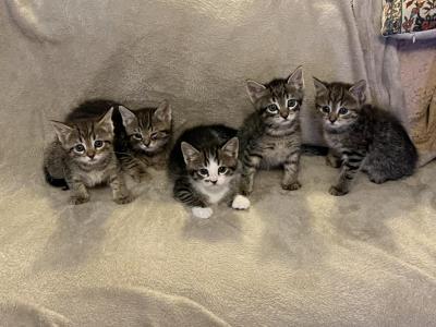 Tillys Kittens - Bengal - Gallery Photo #1