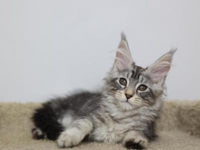 Vegas - Maine Coon - Gallery Photo #1