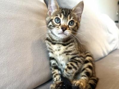 Brownie - Bengal - Gallery Photo #1