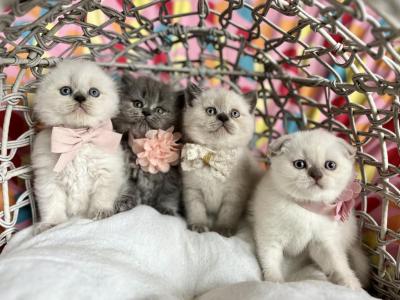 Blue Point Girls - Scottish Fold - Gallery Photo #1