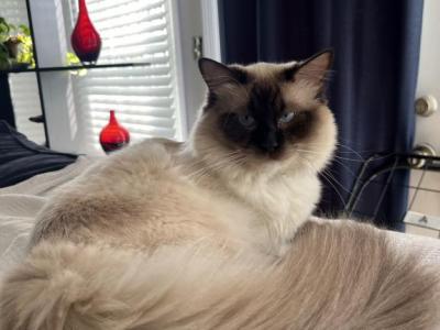 Tommy - Ragdoll - Gallery Photo #1