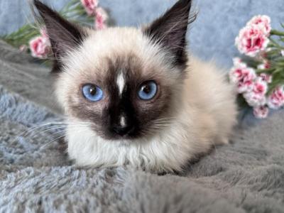 Stunning Ragdoll Male - Ragdoll - Gallery Photo #1