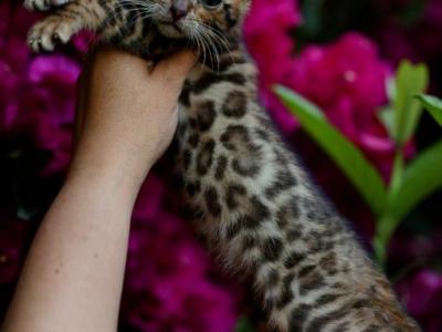 Panthera - Bengal - Gallery Photo #1