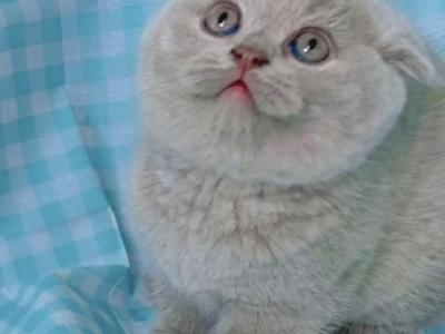 Rocky - Scottish Fold - Gallery Photo #1