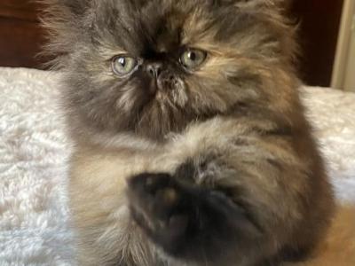 CFA Registered Persian Kittens - Persian - Gallery Photo #1