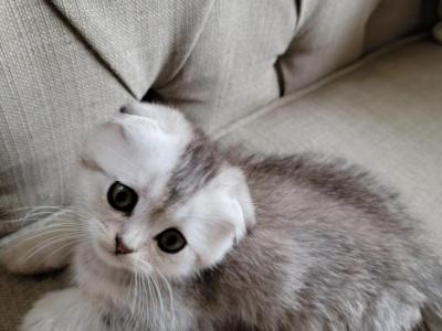 Luka - Scottish Fold - Gallery Photo #1