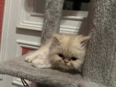 Kitty - Persian - Gallery Photo #1