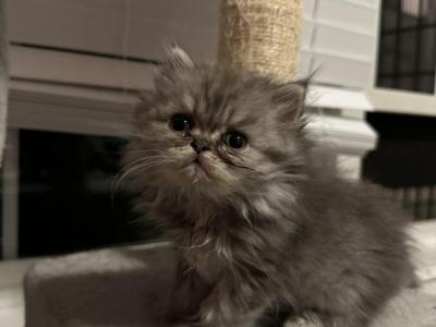 Kitty2 - Persian - Gallery Photo #1