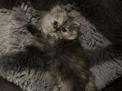 Kitty3 - Persian - Gallery Photo #1