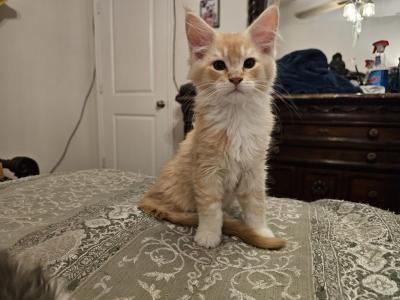 Otitis - Maine Coon - Gallery Photo #1