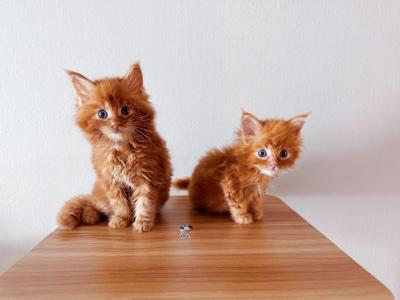 Phoenix And Flame - Maine Coon - Gallery Photo #1