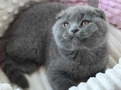 Zarina - Scottish Fold - Gallery Photo #1