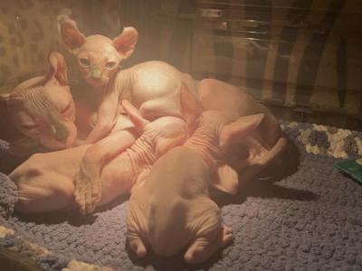 The Three Stooges - Sphynx - Gallery Photo #1