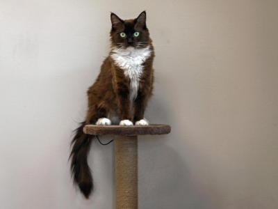 Mittens - Ragdoll - Gallery Photo #1