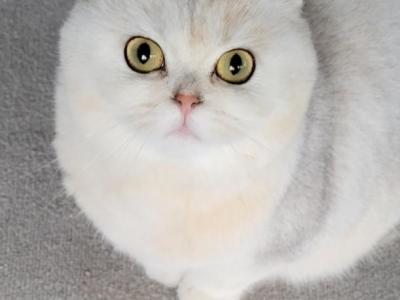 Willow - Scottish Fold - Gallery Photo #1