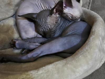 Female Sphynx Kitten Available For Reservation - Sphynx - Gallery Photo #1