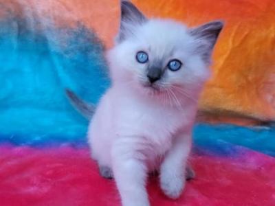 Sampson - Ragdoll - Gallery Photo #1