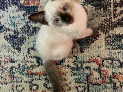 Little Boy - Siamese - Gallery Photo #1