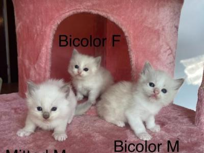 Lilac Bicolor Male Ragdoll Kitten - Ragdoll - Gallery Photo #1