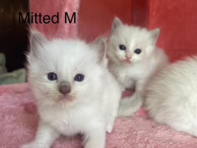 Lilac Mitted Male Ragdoll Kitten - Ragdoll - Gallery Photo #1