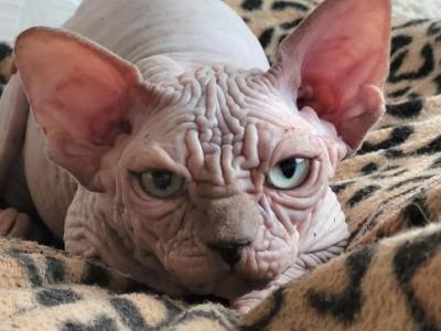 Sphynx Male Blue - Sphynx - Gallery Photo #1