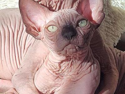 Sphynx Male Mink - Sphynx - Gallery Photo #1