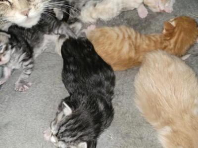 Kya B Litter - Maine Coon - Gallery Photo #1