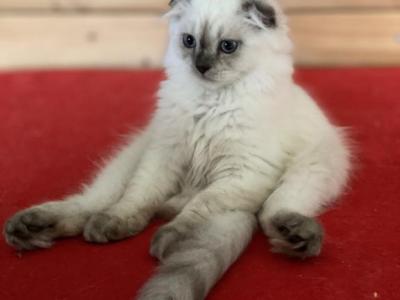 Crocus - Scottish Fold - Gallery Photo #1