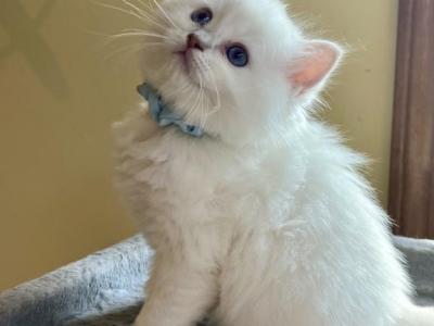 Ragdoll Kittens - Ragdoll - Gallery Photo #1