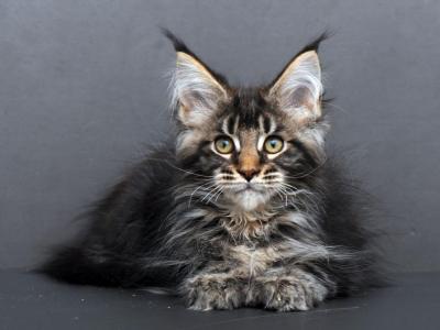 Ustinya Polydactyl - Maine Coon - Gallery Photo #1