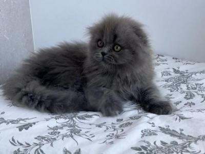 Tiffany SFS - Scottish Fold - Gallery Photo #1