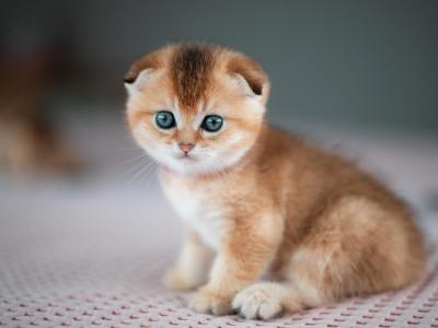 Chloe - Scottish Fold - Gallery Photo #1