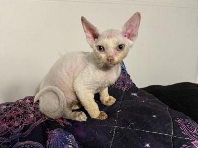 Sugar - Devon Rex - Gallery Photo #1