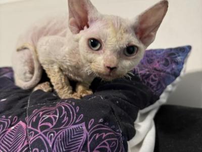 Sweetie - Devon Rex - Gallery Photo #1