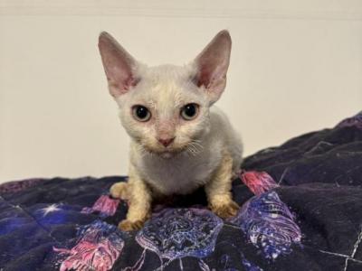 Bear - Devon Rex - Gallery Photo #1